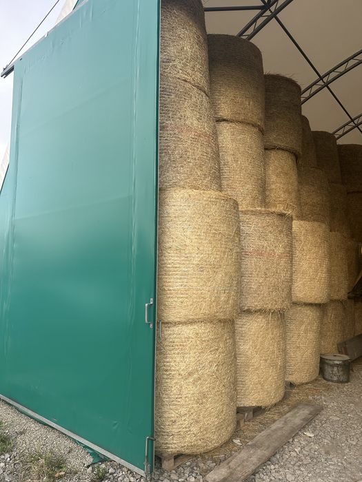Siano w belach 120/130 cm