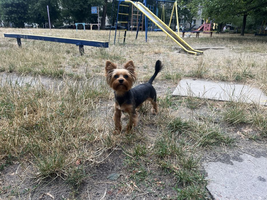 Йорк Вязка Йоркширський терєр