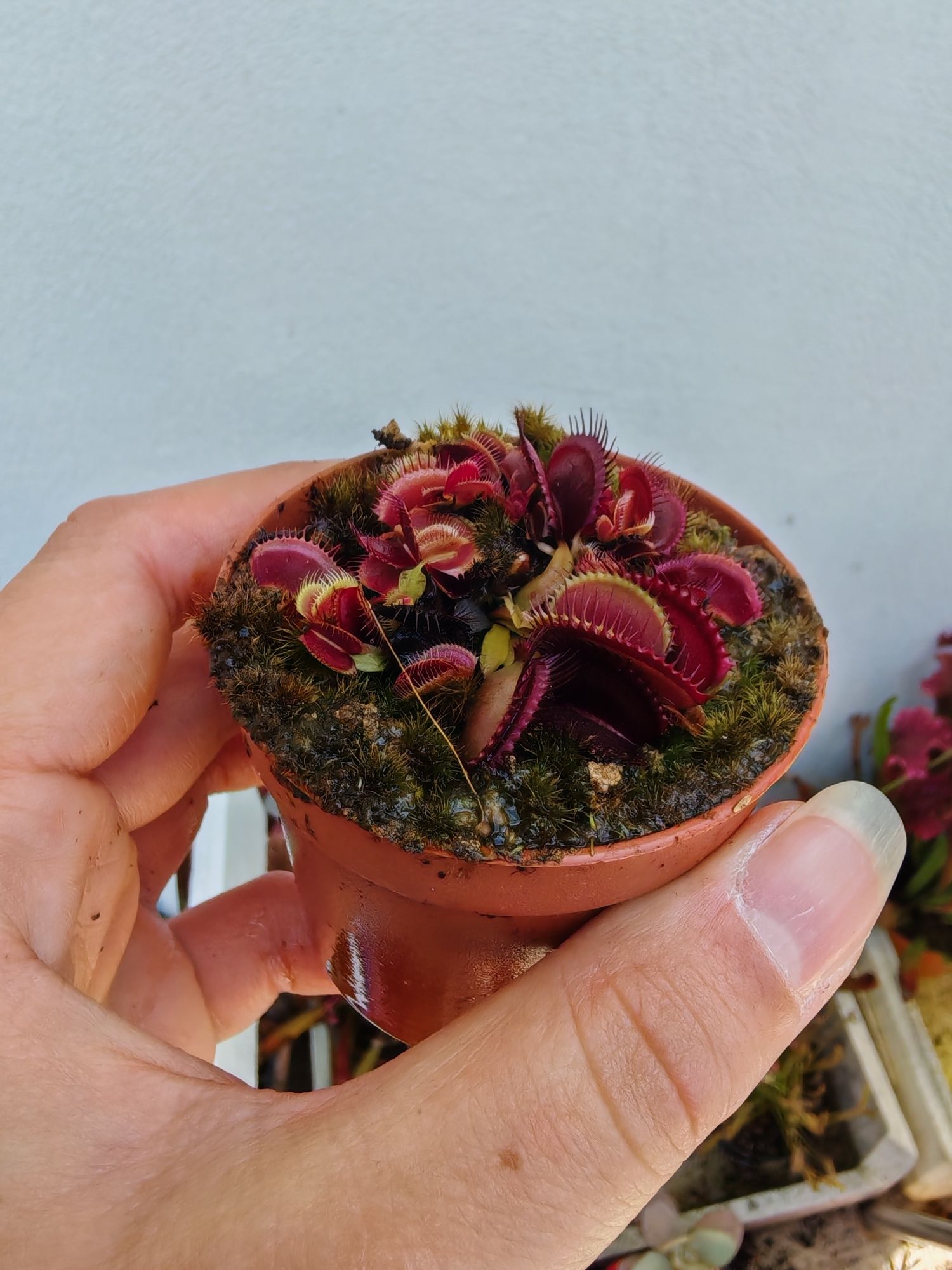 Plantas carnívoras