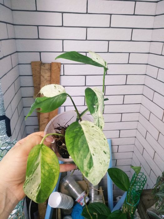 епіпремнум pinnatum marbl,  pinnatum albo, Njoy, хеппі ліф, золотист