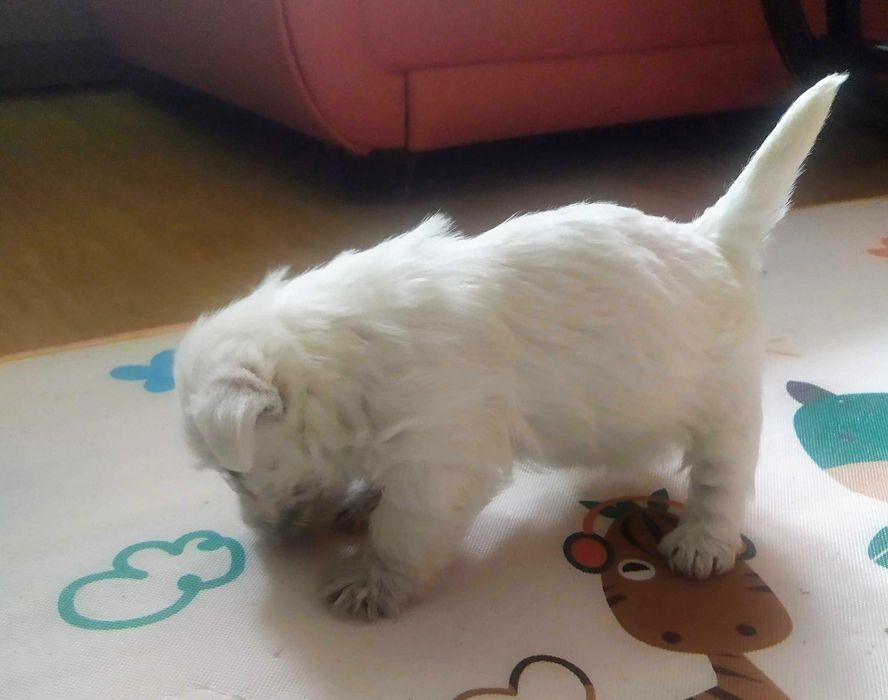 rasowy szczeniak west highland terrier