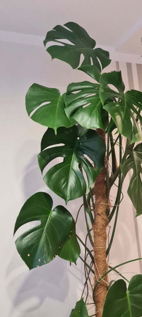 Monstera 155 cm duża z plecioną doniczką