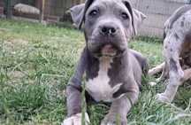 American staffordshire terrier amstaff
Pragni