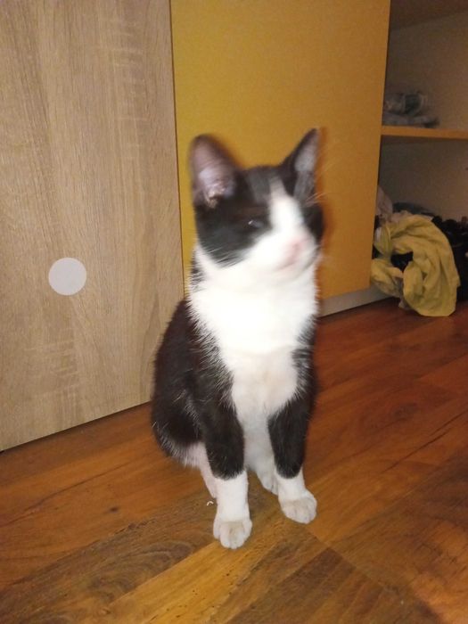 Kot do oddania za darmo