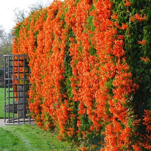 Кампис цветок многолетний вьющийся как розы