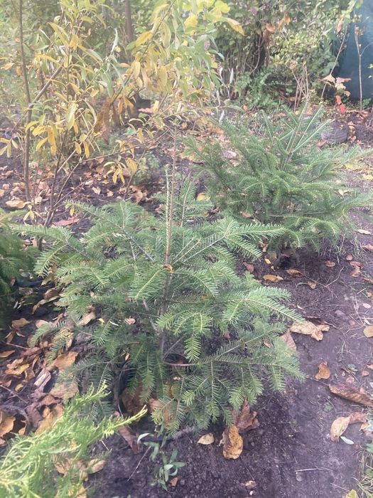 Продаю молодые деревья катальпы