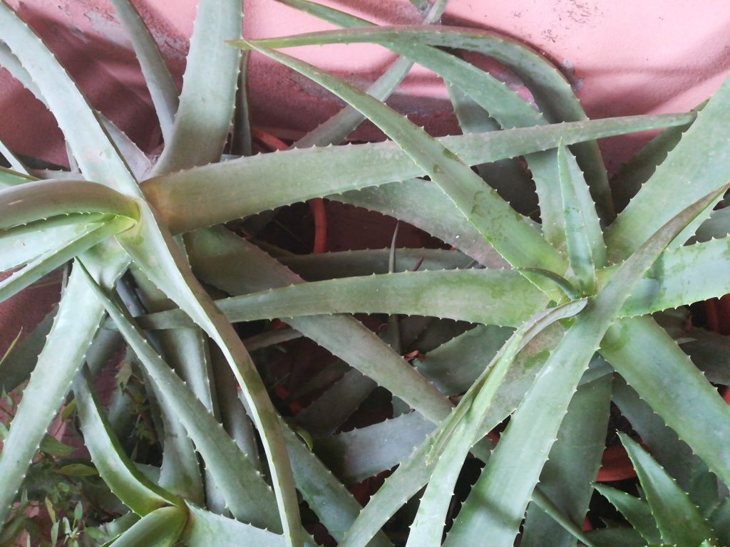 Aloe verá - Pedaços da planta (Gel para usar) Baixa Preço