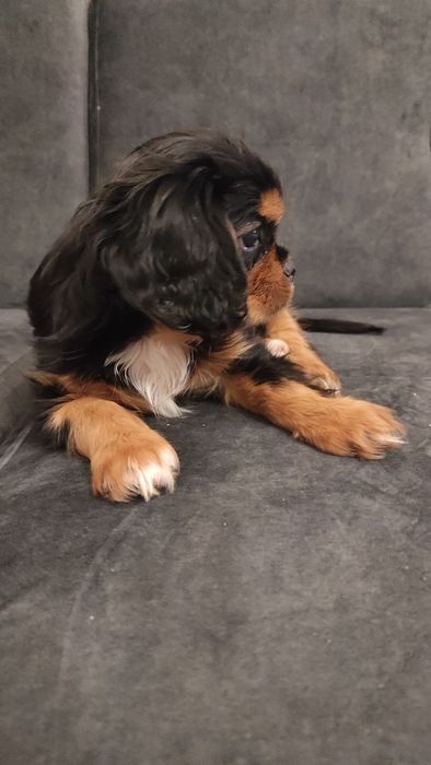 Cavalier King Charles Spaniel, suczka