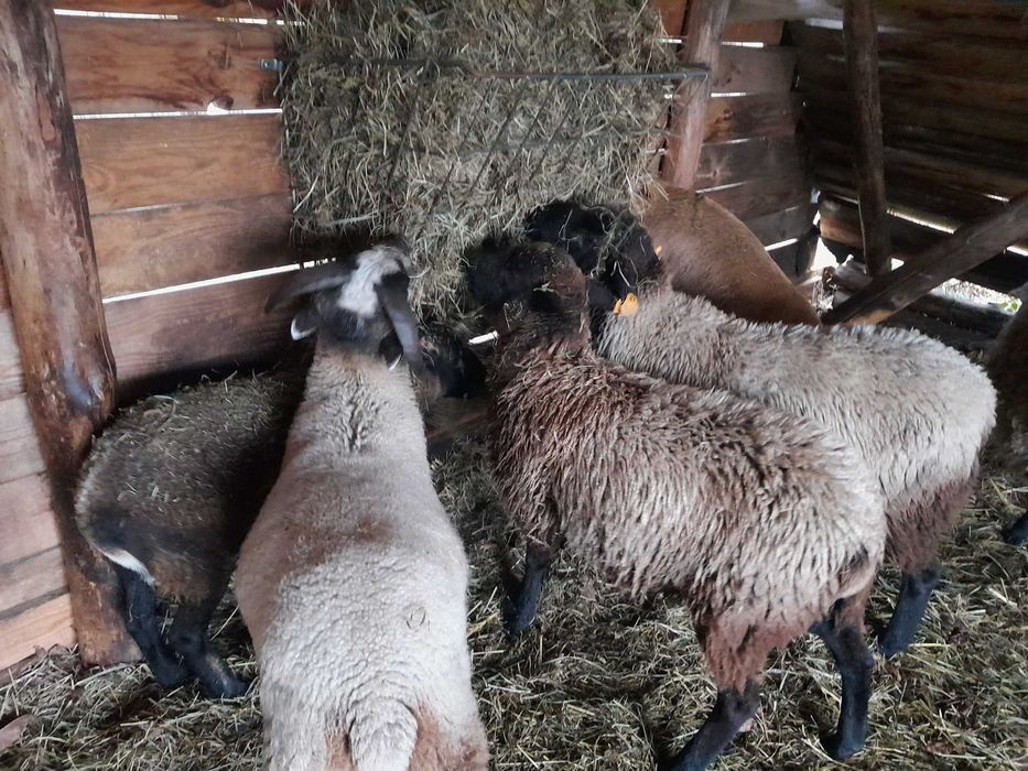 Sprzedam młodego barana kameruńskiego