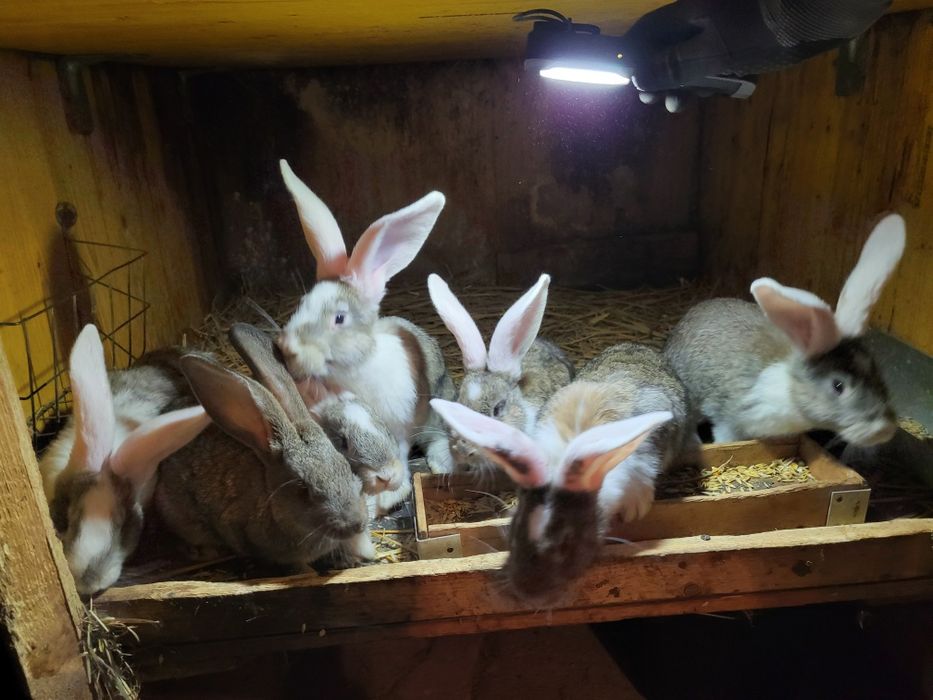 Króliki mieszane samce i samice