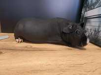 Świnka morska skinny cavia kawia domowa samiczka