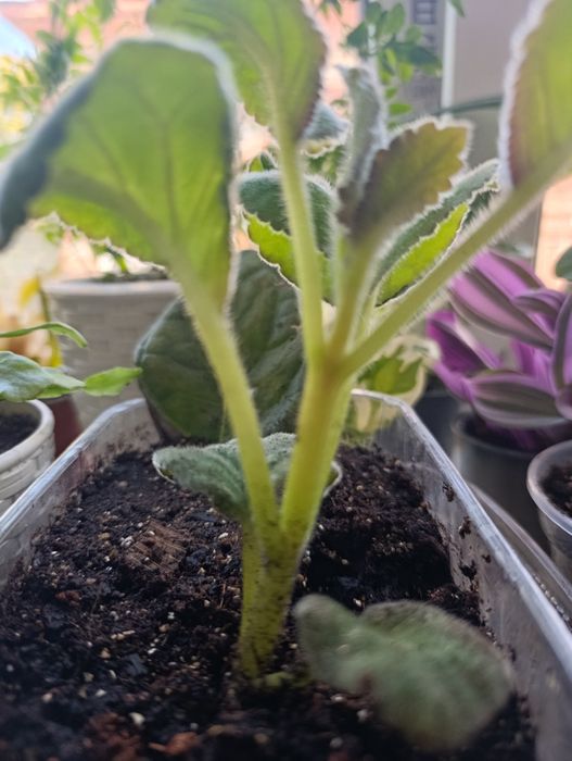 Продам глоксинию " Принц Альберт"