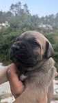 Cane Corso Italiano