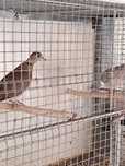 Aves criadas em casa