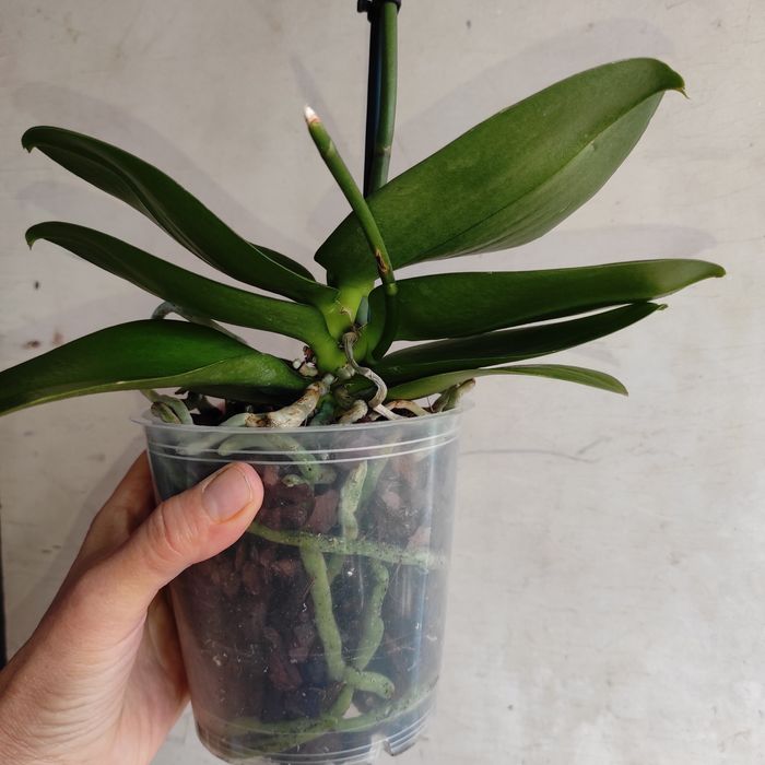 Ароматна орхідея Бронзовий Будда