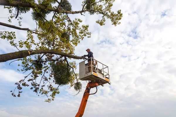 Благоусрій Спилювання дерев та розчищення ділянок Догляд за садом