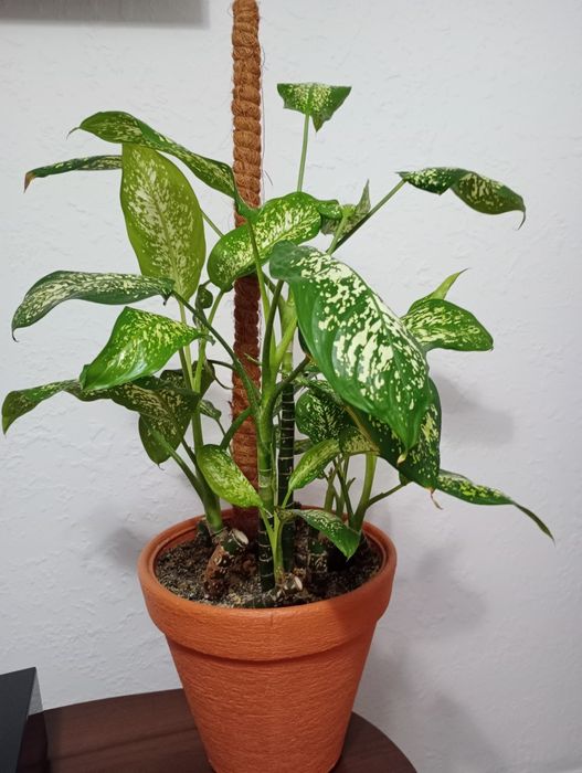 Дифенбахия продажа  или  обмен