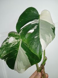 Monstera Variegata pendówka