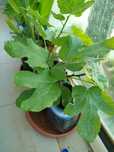 Vendo figueira em 5 l vaso