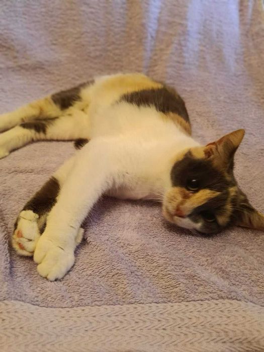 Шукає люблячий дім кицька