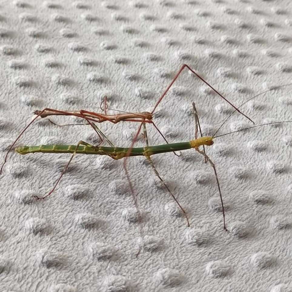 Patyczak szmaragdowy, Myronides sp. Peleng, patyczaki, straszyki