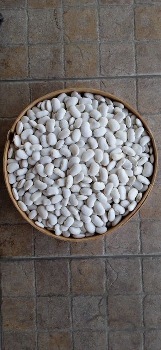 Квасоля урожай 2025