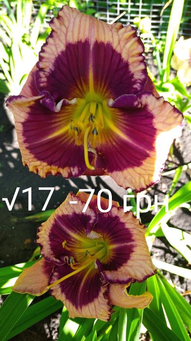 Лілійник лілейник набір лілійників садових