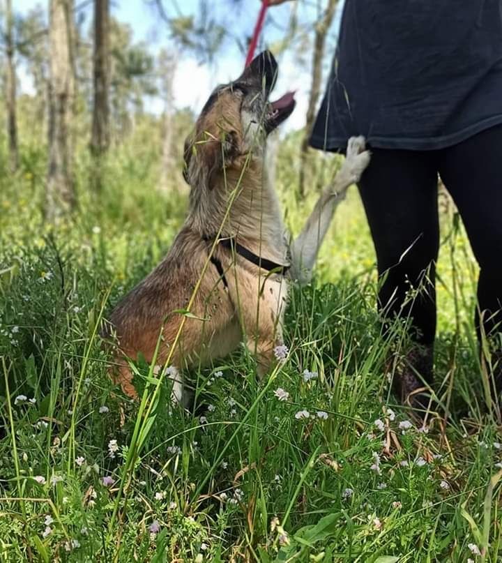 Timon- Cachorro de porte médio/pequeno para adoção