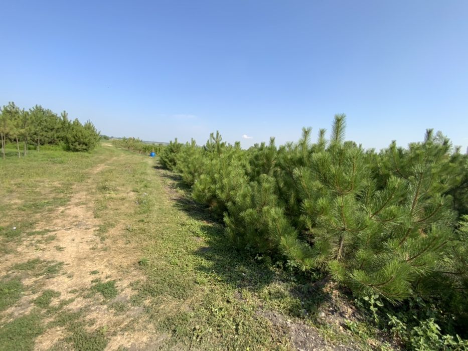 Кримська сосна з грудкою землі