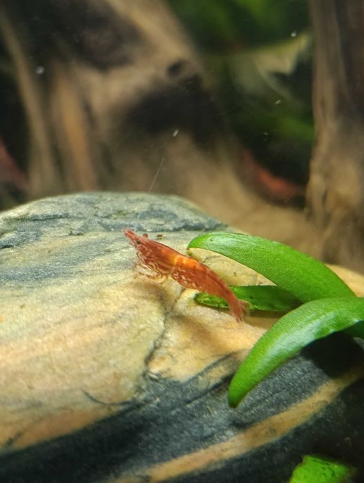 Krewetki czerwone red cherry 10 szt