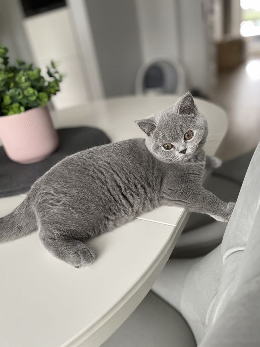 Kot , kotek , Kotka brytyjska