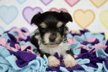 Biewer Terrier piesek yorkshire terrier york