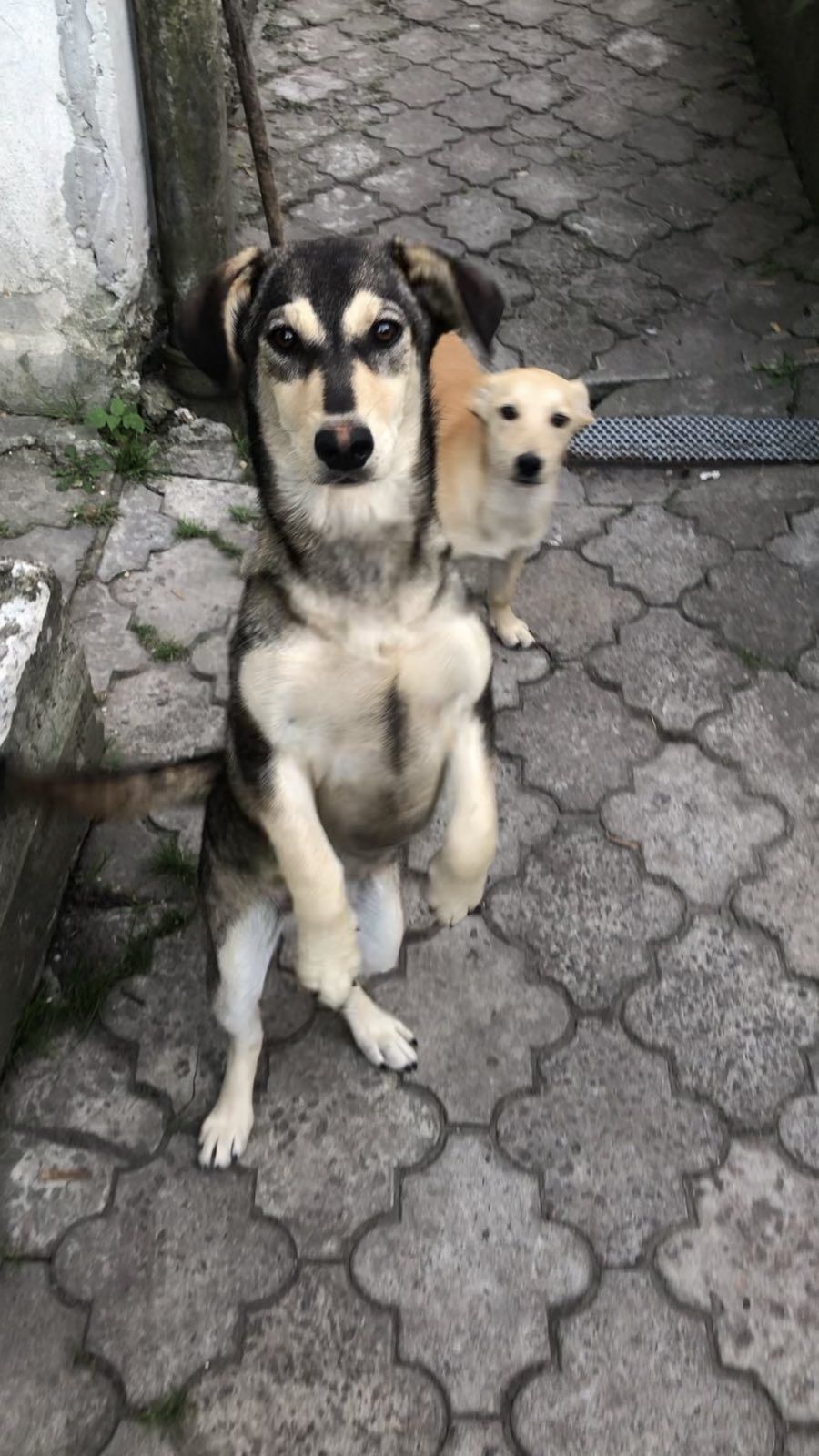 Дівчатка в добрі руки