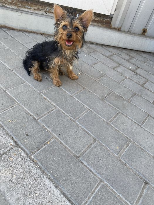 Продам щенка йоркширского терьера с документами