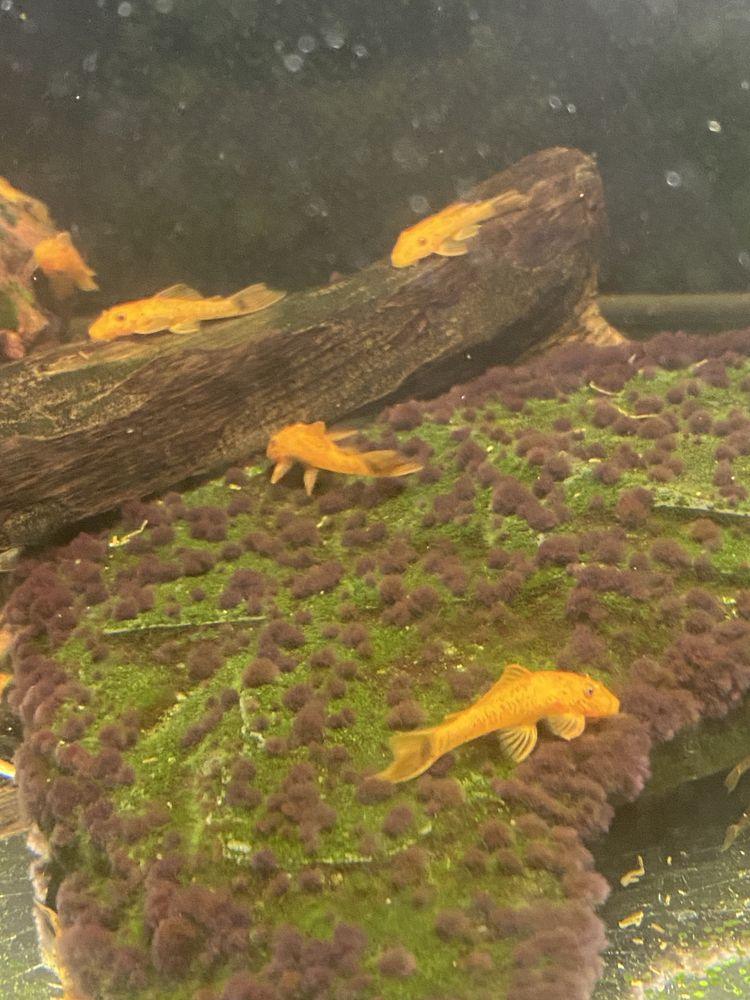 Zbrojnik, Ancistrus Red- glonojad, rezerwacja