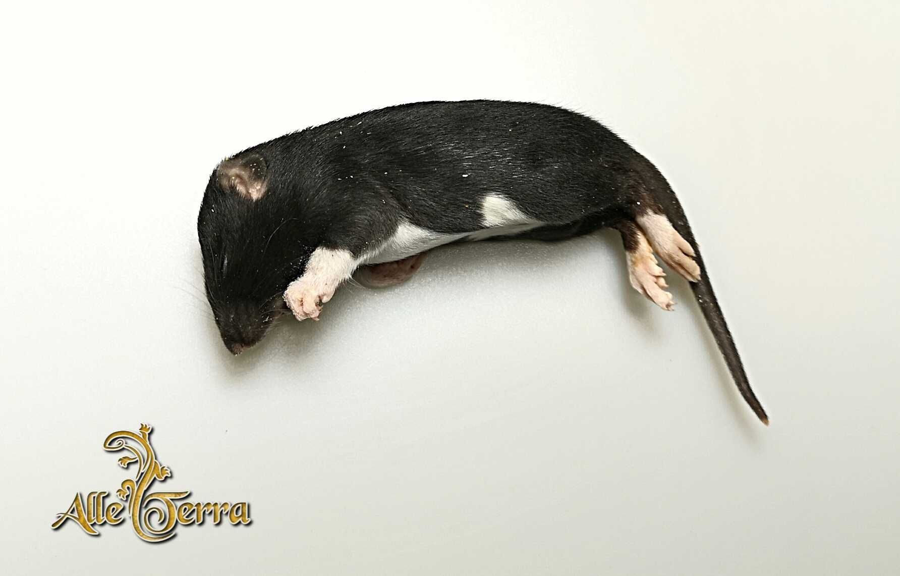 Szczur mrożony szczury mrożone 300-500+ g 2 szt.