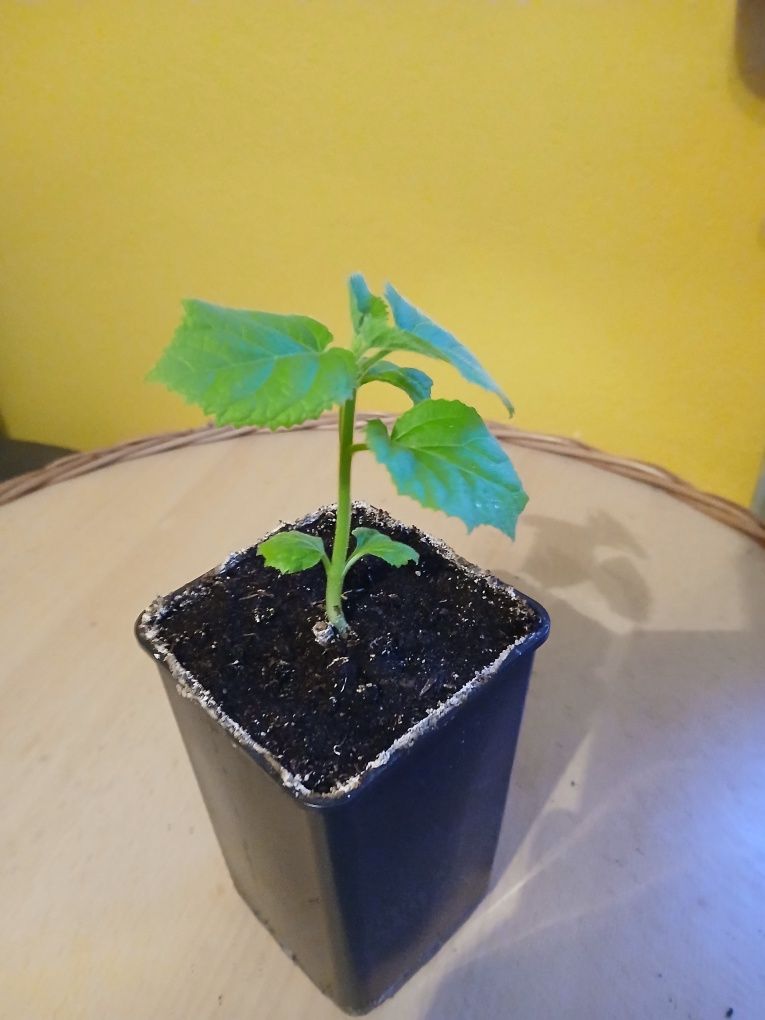 Paulownia Drzewo Tlenowe sadzonki tegoroczne