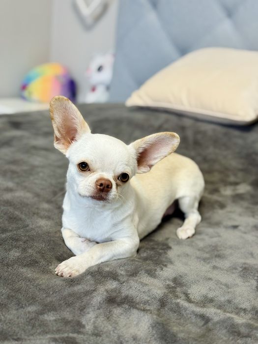 Мальчик Чихуахуа