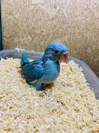 Ожереловые попугаи - неприхотливые красивые и умные