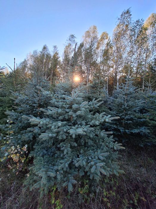 Świerk srebrny, kłujący wys. 1m do 3m
