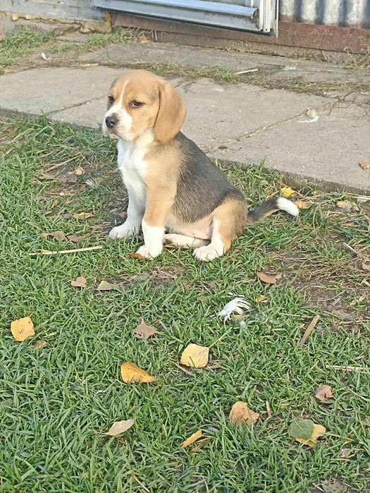 Piękny Szczeniak bigle