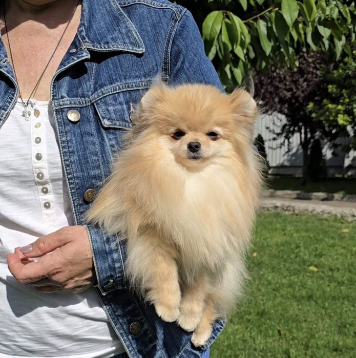 Чарівні красунчики,хлопчики. Ціни різні.