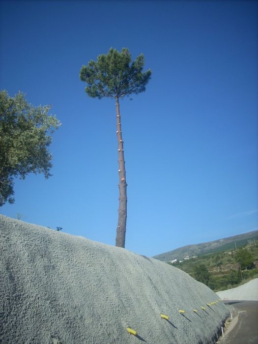 cortador podador de árvores