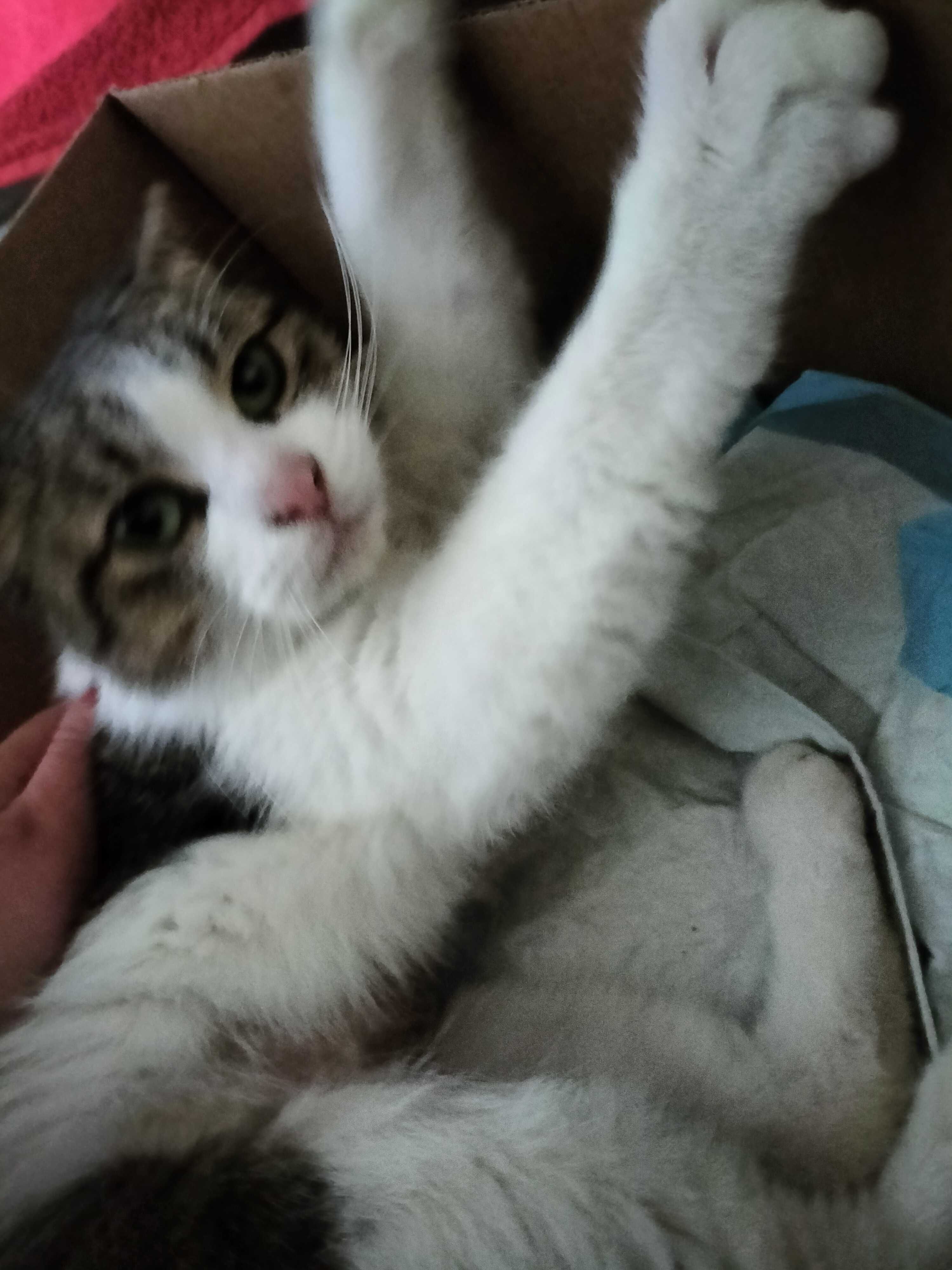 Kot kotka do adopcji Kot szuka domu