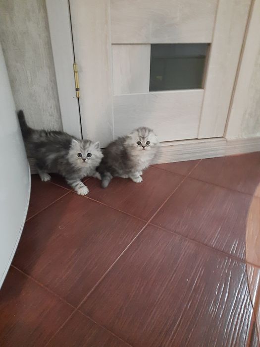 Котята пародистф