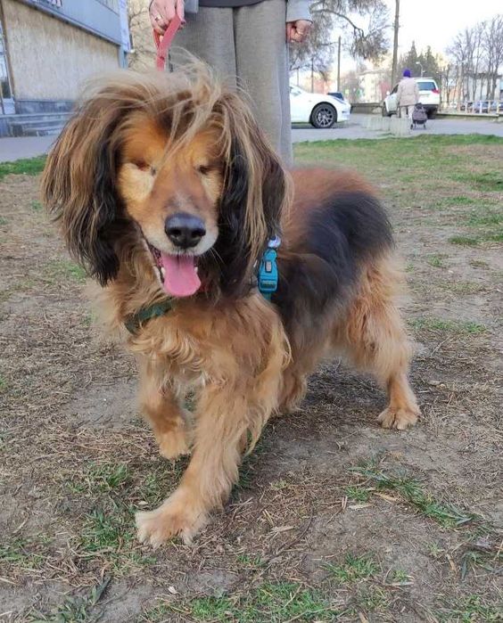 Особенный пёсик Бахмут-великолепный красавец. Собака СУПЕР!