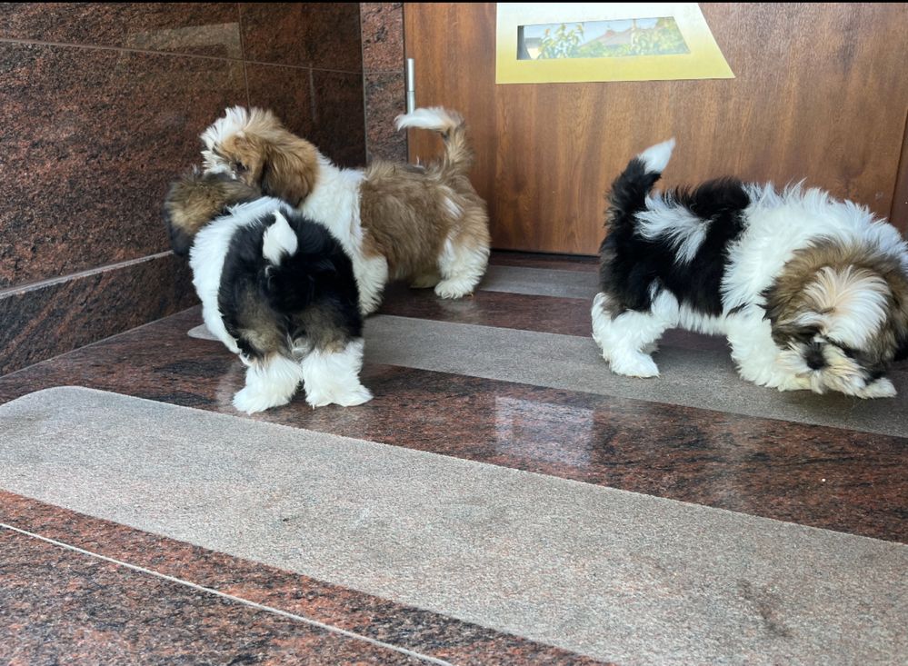 Shih-Tzu szczeniak z rodowodem