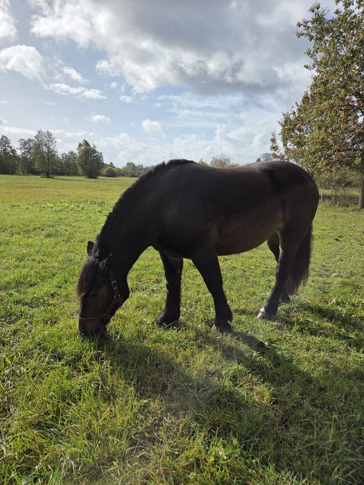 Sprzedam Klacz Zimnokrwistą