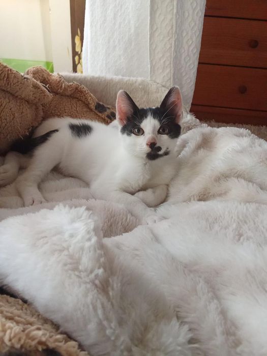 Rufina, para adoção