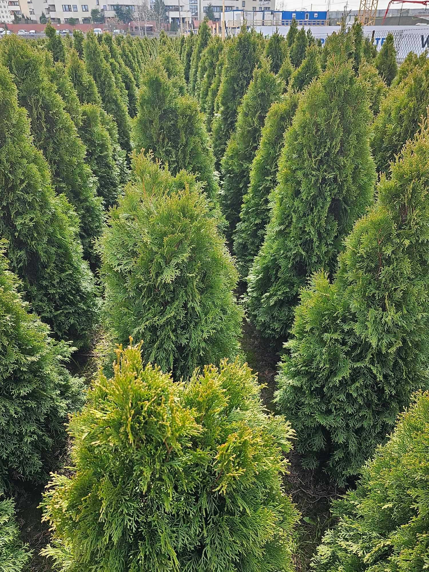 Thuja ( tuja)szmaragd  od 140 do 160 cm = 40 zł  – Warszawa